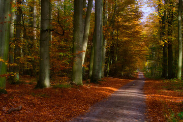 path in autumn forest