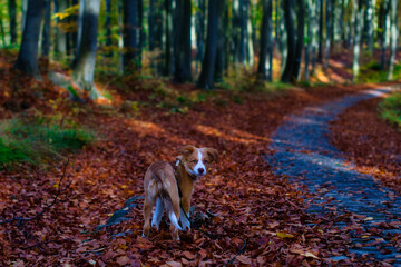 border collie puppy in the park