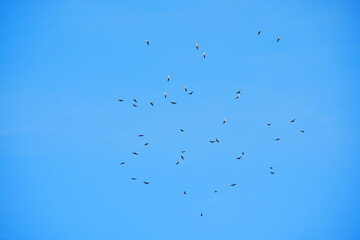 a lot of vulture is flying in the sky