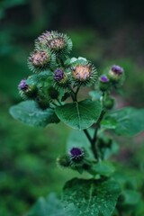 flower in the forrest