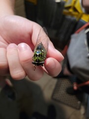 Cicada Locust held in hand