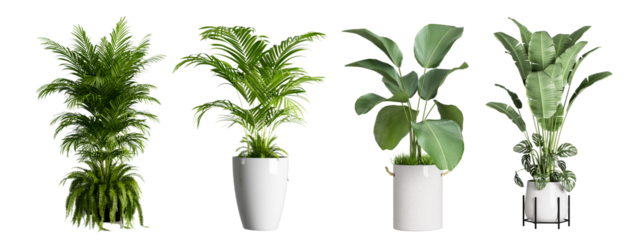 Set of plant in a pot isolated on white