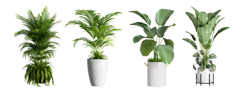 Fototapeta Set of plant in a pot isolated on white