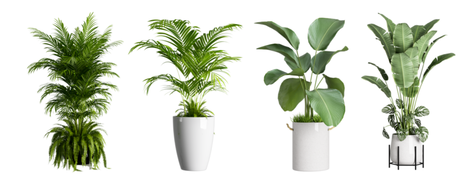 Set of plant in a pot isolated on white