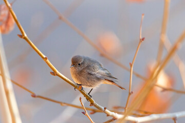 Female black redstart perched on a branch with soft autumn tones in the blurred background. Natural light highlights the bird's delicate feather details