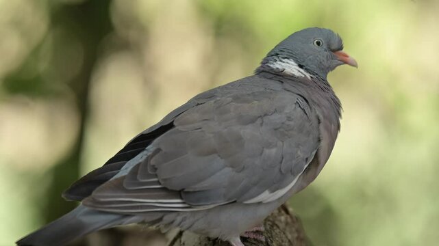 Close-Up Portrait of a Common Wood Pigeon (Columba palumbus) in Nature