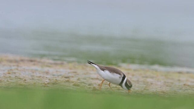 Common ringed plover 4k 60p 3