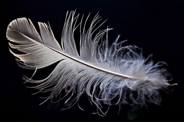 Obraz premium 92 feather fall a single majestic feather drifts downwards its d