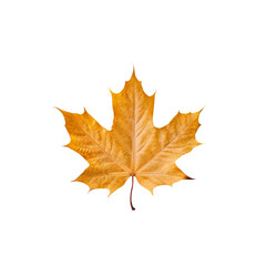 Fototapeta premium Golden Maple Leaf: A solitary autumn leaf, its vibrant yellow hues radiating against a clean backdrop. This image embodies the beauty of nature's transition.
