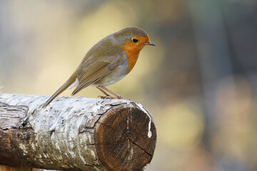 robin perched on a fence