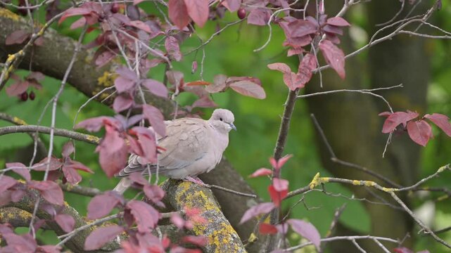 Eurasian collared dove 4k 1