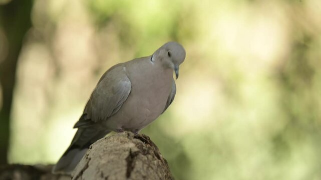 Eurasian collared dove 4k 30p 1
