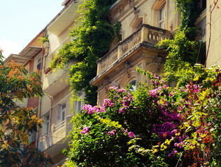 Building Greenery Facade Close-Up Colorful Lush Vibrant Architectural Nature Scene