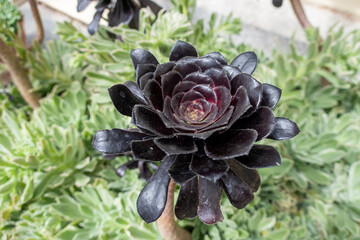 Vibrant Rosette of Succulent in Garden