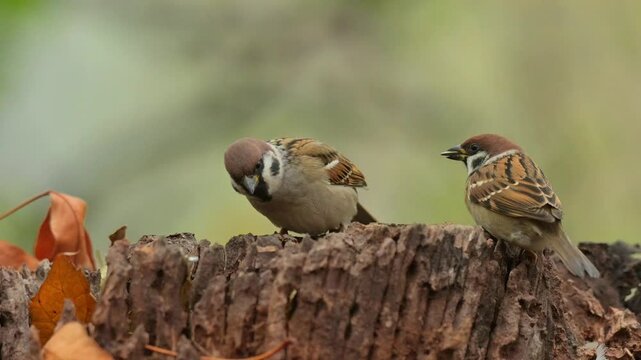 Eurasian tree sparrow 4k 30p 4