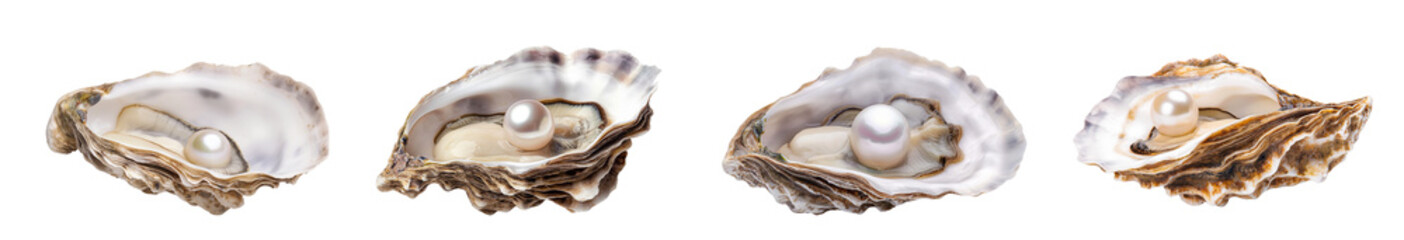 Beautiful oyster with an open shell containing one beautiful white pearl inside isolated on a white or transparent background, Cut out PNG
