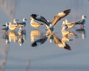 Sea Gulls