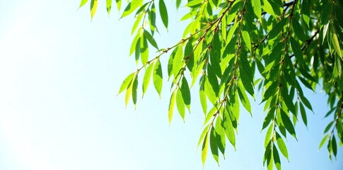 Fototapeta premium Isolated willow branch on white background against a blue sky, willow trees, isolated, leafy
