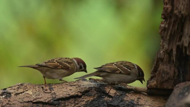Eurasian tree sparrow 4k 30p 5