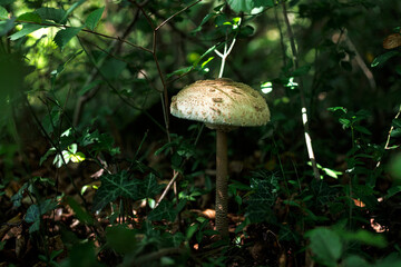 Emerging parasol mushrooms growing out of the grass in Autumn