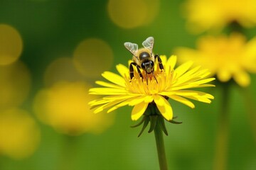 Bee collecting nectar from dandelion flowers in garden, garden, yellow