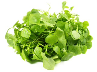 Postelein Salat