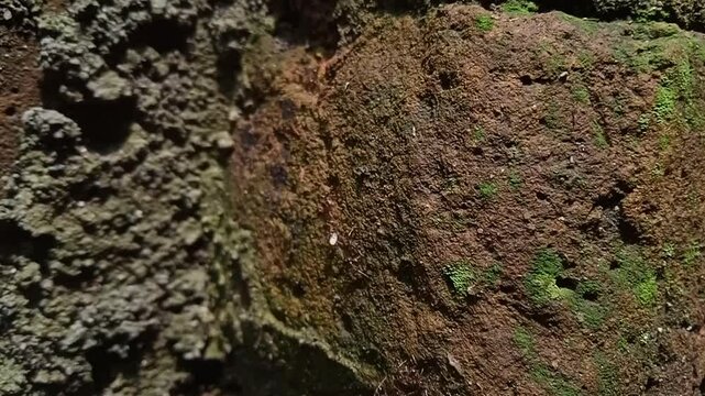 The red ant colony carries the eggs out of the nest.