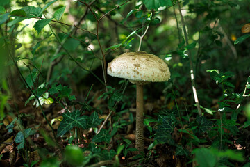 Emerging parasol mushrooms growing out of the grass in Autumn