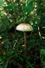 Emerging parasol mushrooms growing out of the grass in Autumn