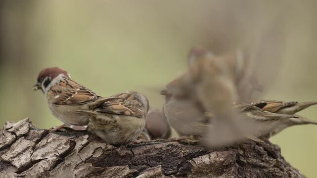 Eurasian tree sparrow 4k 30p 8