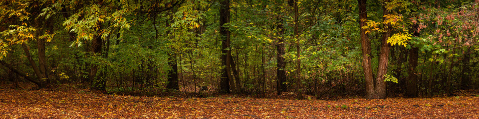 autumn park or deciduous forest with lush multi-colored trees and fallen leaves. bright vibrant colors of october. widescreen panoramic side view in 20x5 format