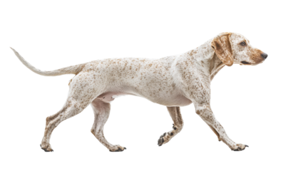 spotted dog walking gracefully on transparency background, showcasing its sleek body and alert expression
