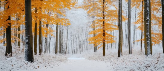 Obraz premium Yellow Winter Forest Landscape with Frosty Ground and Empty Space for Text Placement in a Cold Setting