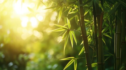 Fototapeta premium Serene bamboo plant illuminated by soft sunlight in a lush green setting for a tranquil nature concept