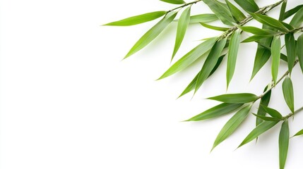 Fototapeta premium Fresh bamboo leaves arrangement on white background ideal for nature themes and botanical designs showcasing vibrant greenery and simplicity
