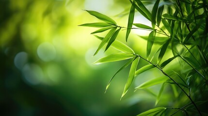 Lush green bamboo leaves illuminated by soft sunlight creating a tranquil natural background for wellness and relaxation themes
