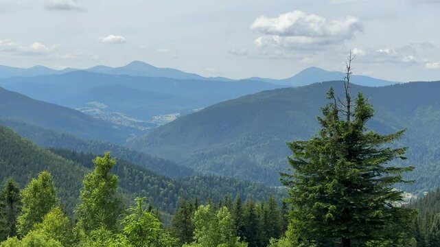 Panorama landscape view in the Ukrainian Carpathian mountains Hoverla