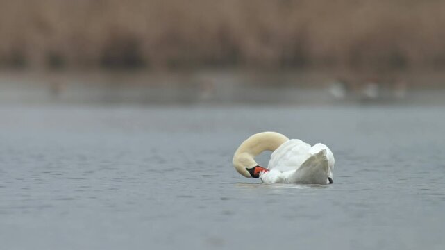 Mute Swan (Cygnus olor) Swimming on the Lake While Preening Its Feathers
