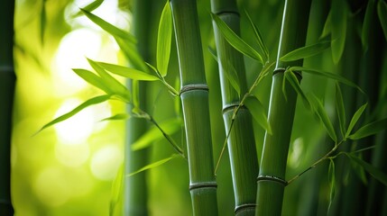 Bamboo tree trunks and leaves creating a lush green natural background in a serene forest setting