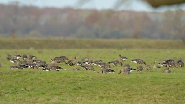 White fronted goose 4k 30p 1