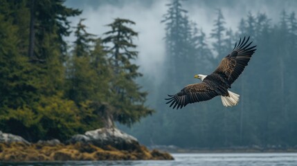 Fototapeta premium Majestic Bald Eagle Soaring Over Misty Forested Landscape in Natural Habitat