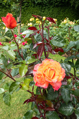 Close-Up of Orange Rose in Garden