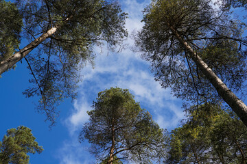 trees seen from below and blue sky