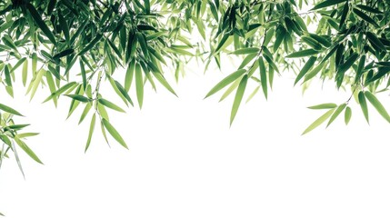 Fototapeta premium Bamboo tree leaves and branches forming a green foliage backdrop on a white isolated background for nature-themed designs and visuals