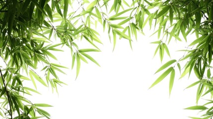 Bamboo leaves and branches framed against a white background creating a fresh green foliage backdrop suitable for design elements.