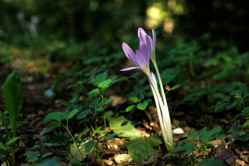 Autumn crocus or Colchicum autumnale flowers