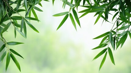 Fototapeta premium Bamboo leaves frame soft green background creating a serene nature border ideal for invitations and eco-friendly designs