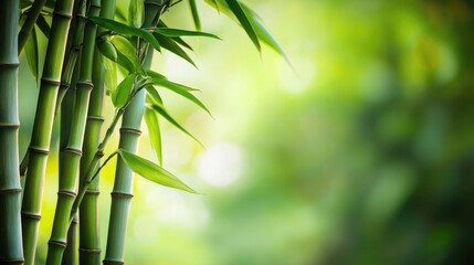 Lush bamboo forest with vibrant greenery creating a serene and tranquil garden background for nature-inspired designs.