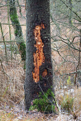 Dead Larch trunk worked by woodpeckers