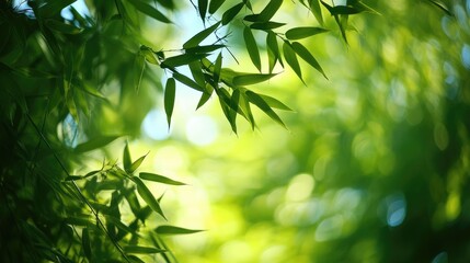 Obraz premium Lush bamboo leaves illuminated by sunlight creating a serene forest atmosphere with vibrant shades of green and gentle bokeh effects.